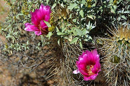 Hedgehog, McDowell Mountain Regional Park, March 20, 2015